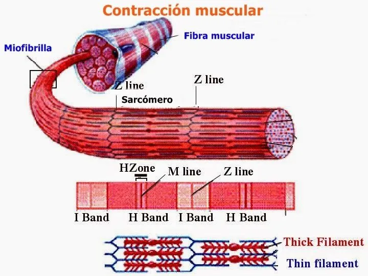 Fisiología del proceso contráctil del músculo esquelético ~ Temas ...