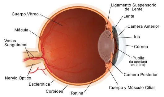 Fisiología: Receptores sensoriales: la visión