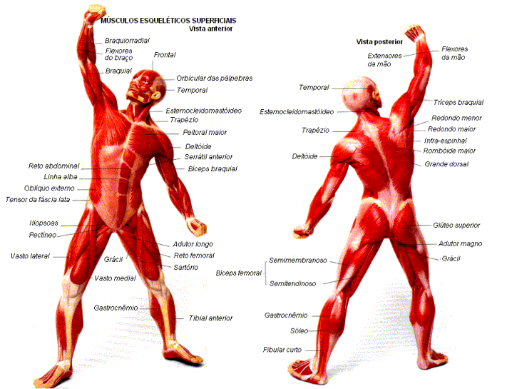 Fisiología: Unidad III: Fisiología muscular