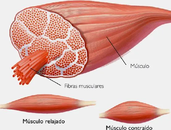 Fisiología: Unidad III: Fisiología muscular