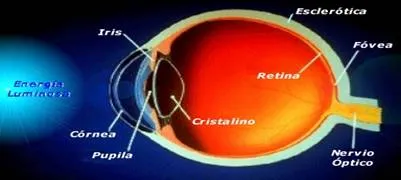 Fisiología de la visión - Monografias.com