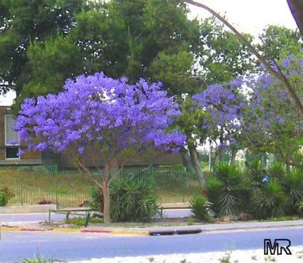 mi flamboyan (pág. 2) | Cuidar de tus plantas es facilisimo.