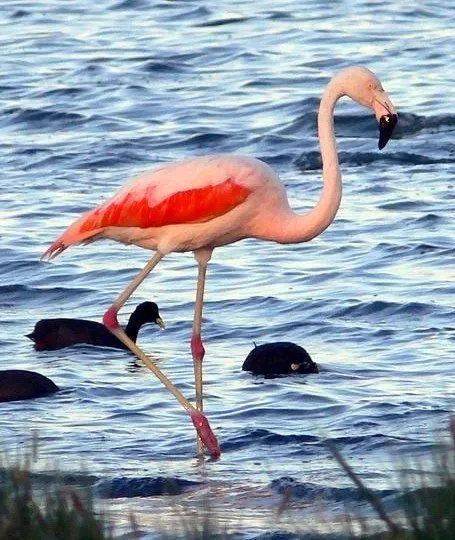 Flamenco Animal