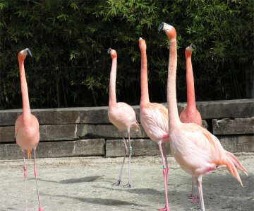 Flamenco, animal