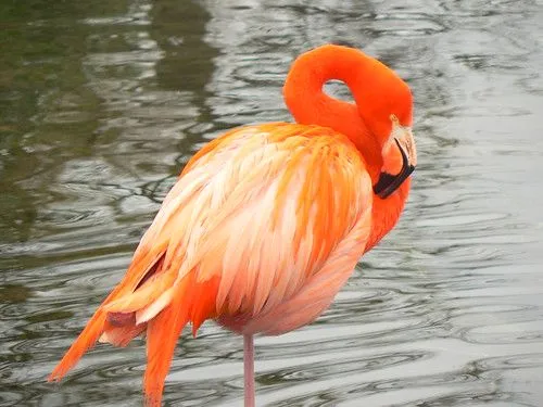 Flamenco // flamingo animal planet flamenco argentina