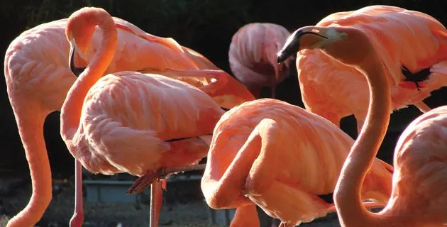 El flamenco rosa del caribe (Yucatán) | México Desconocido