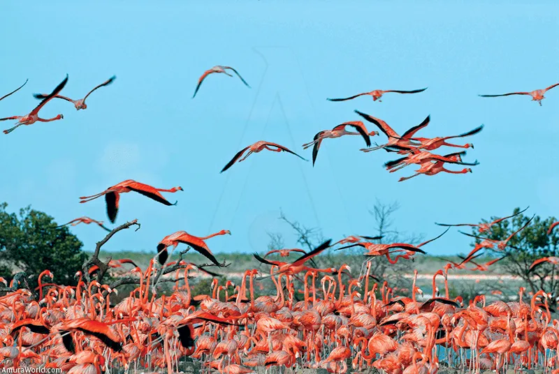 Los flamencos del Cuyo