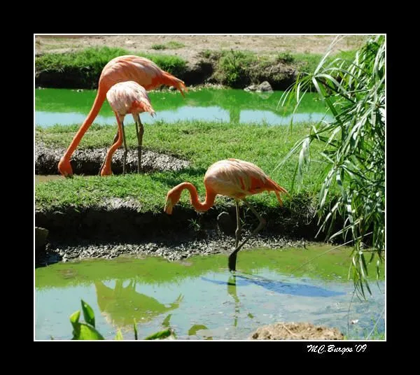 Flamencos | fotos de Animales