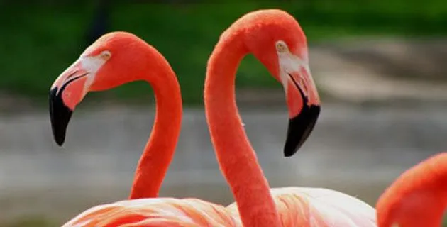 Los flamencos rosados de Ría Celestún, Yucatán | México Desconocido