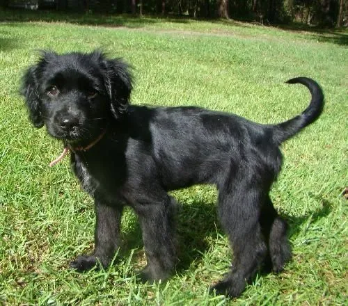 Flat-coated Retriever / Cocker Spaniel / Black Lab Puppy | Pets ...