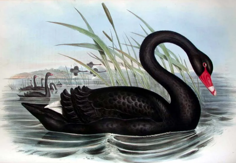 Flavio Velasquez Opina: EL CISNE NEGRO Viernes 14 enero 2011.