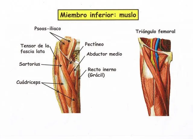 Flexibilidad del Musculo Inferior en el Bailarín