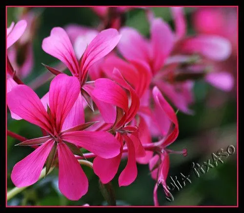 Flickr: Discussing 23º Concurso FLORES EN COLOR FUCSIA (Ganador ...