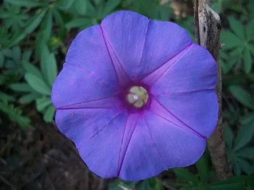 Flickr: Discussing Concurso nº60. Tema FLORES AZULES- FLOWERS BLUE ...