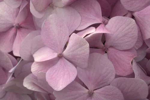 Textura flores lilas