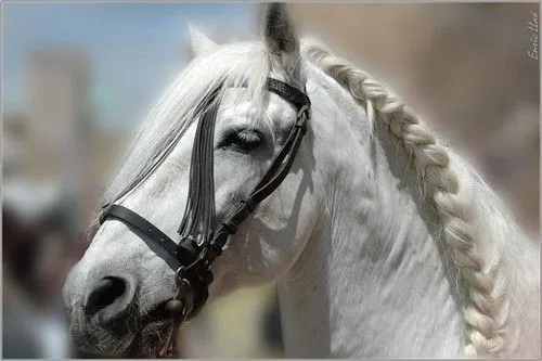 Flickr: The Los caballos mas lindos Pool