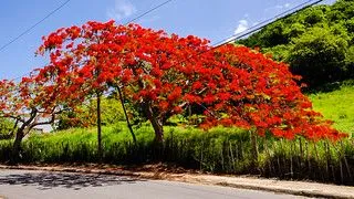 Flickr: The Flamboyán Pool