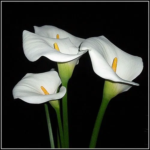 Flickriver: Most interesting photos from Beautiful callas- Bellas ...