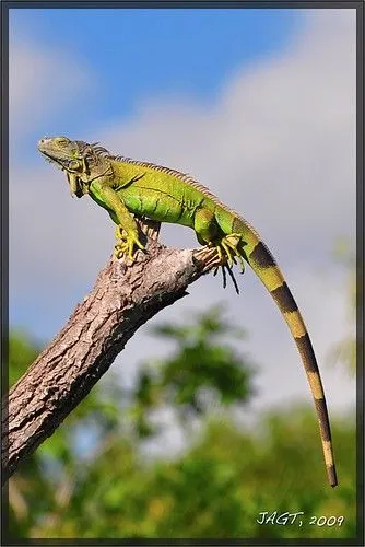 Flickriver: Most interesting photos tagged with iguanaverde