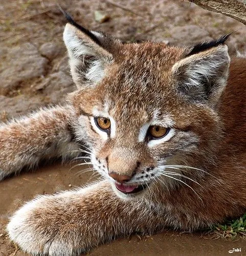 Flickriver: Most interesting photos tagged with lynxlynx