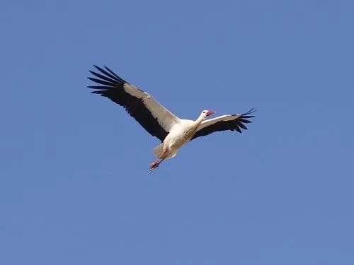 Flickriver: Photoset 'Cigonyes - Cigueñas - Storks (Ciconia ...