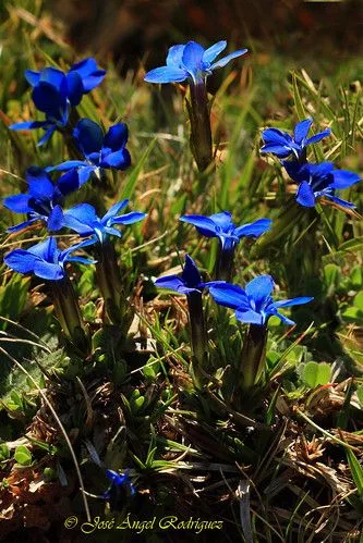 Flickriver: Photoset 'Flores silvestres' by José Ángel Rodríguez