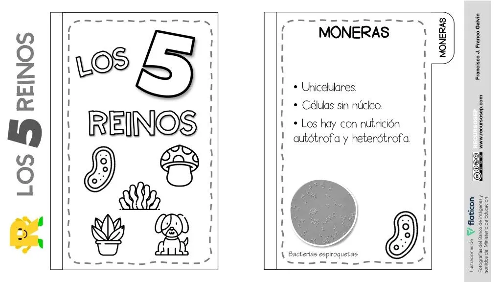 FLIPBOOK – Los 5 reinos de los seres vivos