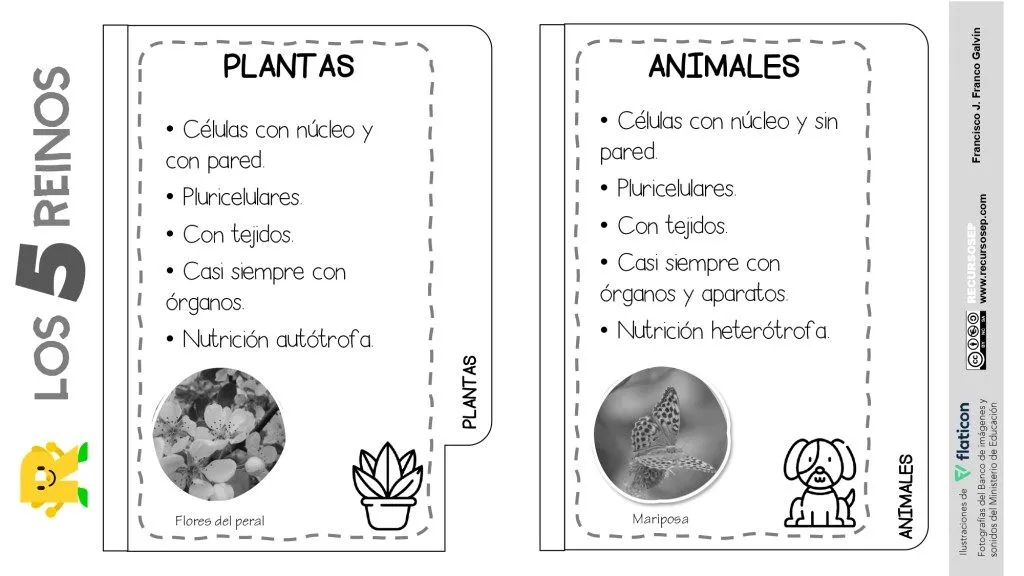 FLIPBOOK – Los 5 reinos de los seres vivos