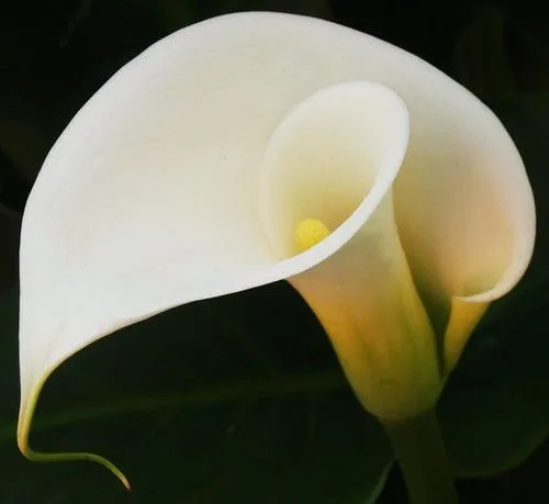 Alcatraz / Cala Lily VIII | Flickr - Photo Sharing!