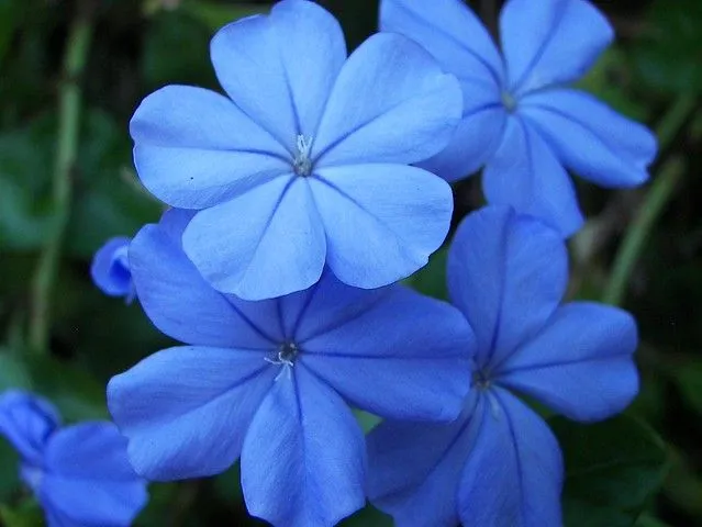 Flor Azul | Flickr - Photo Sharing!