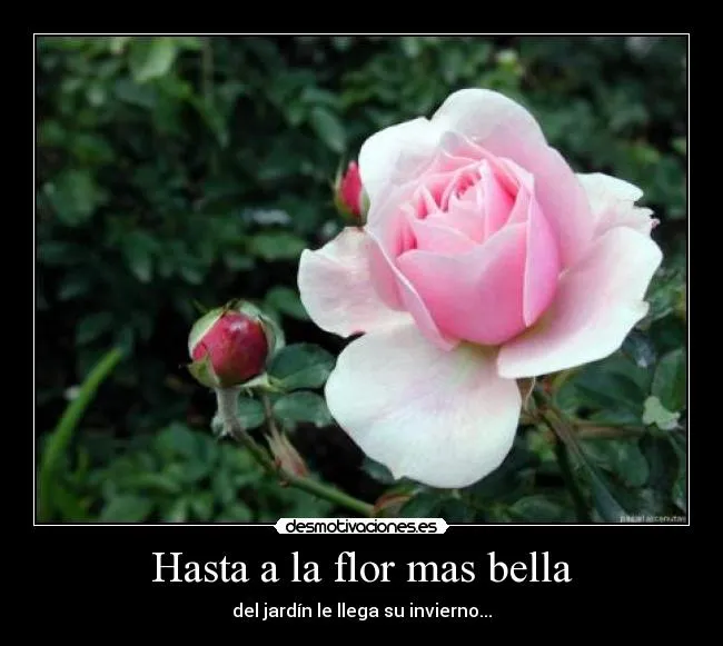 Hasta a la flor mas bella | Desmotivaciones