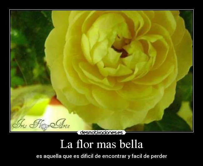 La flor mas bella | Desmotivaciones