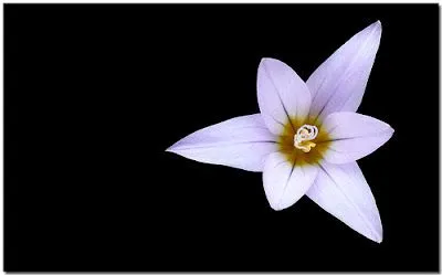 Flor Blanca con fondo Negro