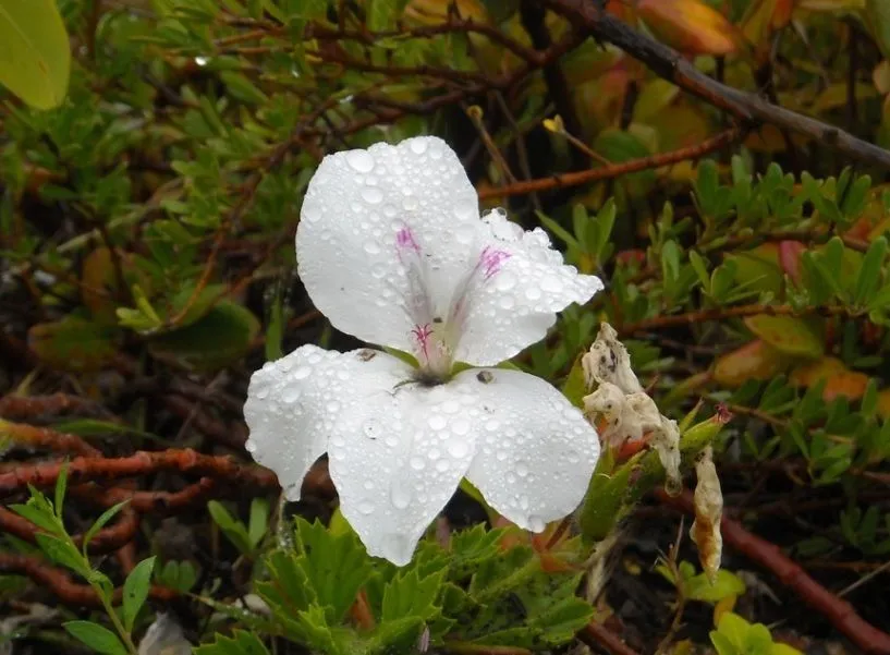 flor blanca 5 pétalos - Foro de InfoJardín