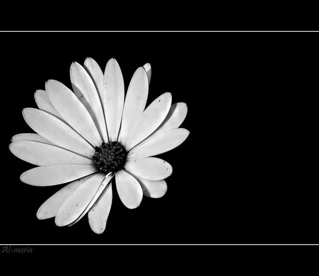 Flor en blanco y negro | Flickr - Photo Sharing!