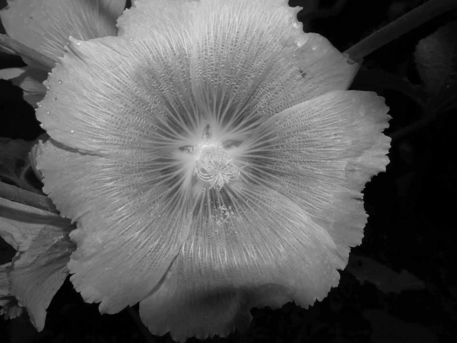 Flor Blanco Negro Imagen Fotos Diseos Dibujos Catalogos Gratis ...