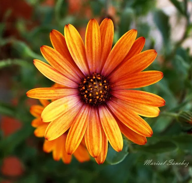 PARA LA FLOR MAS BONITA Y BRILLANTE DE MI JARDIN...........(Mi ...