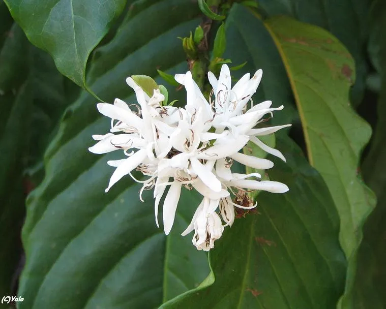 Así es la flor del café