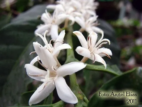 flor del café | Angelescopio