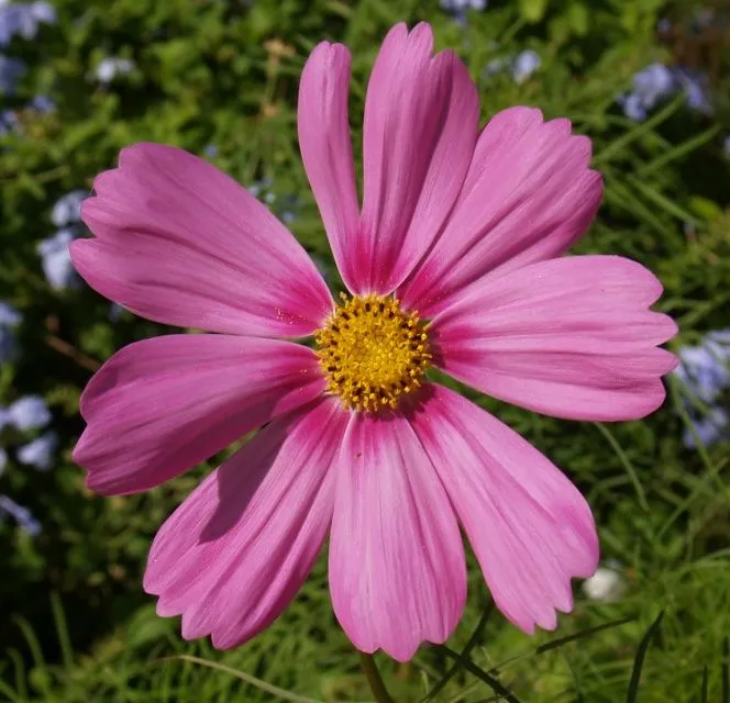 es lo mismo que una flor caiga a que una persona muera porque la flor ...