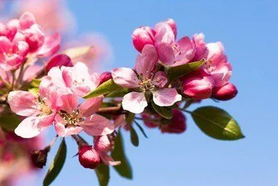 flor de cerezo