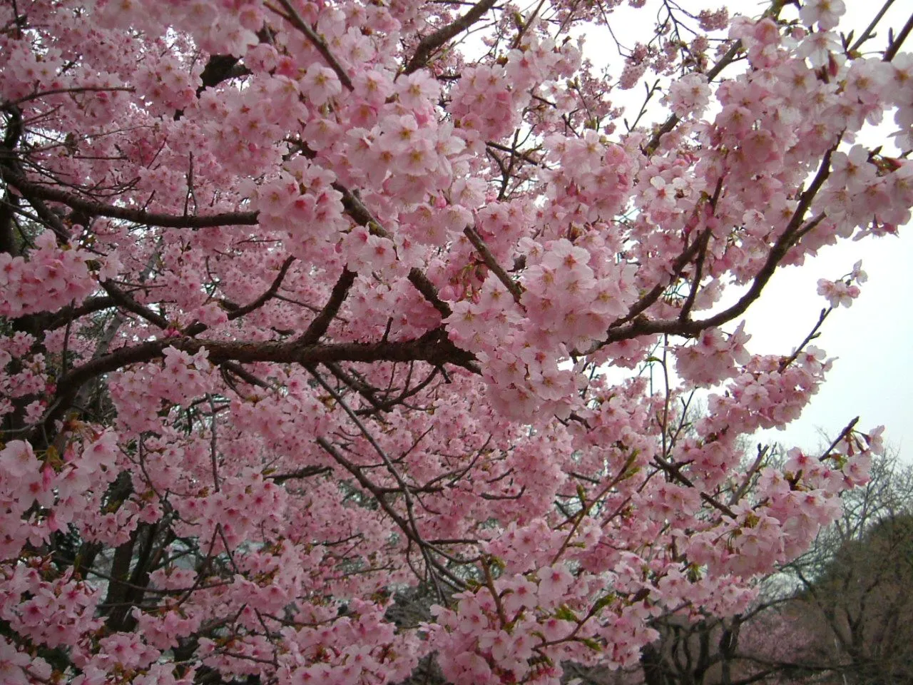 Flor de Cerezo: Arbol de Cerezo...