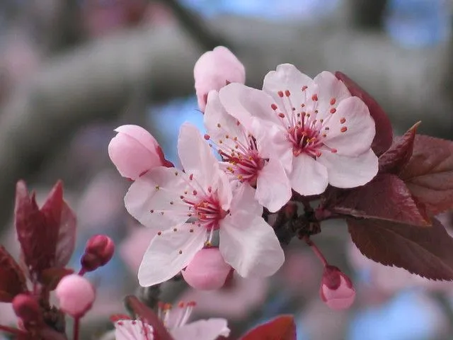 flor de cerezo arbol de cerezo en flor cherry tree blooming