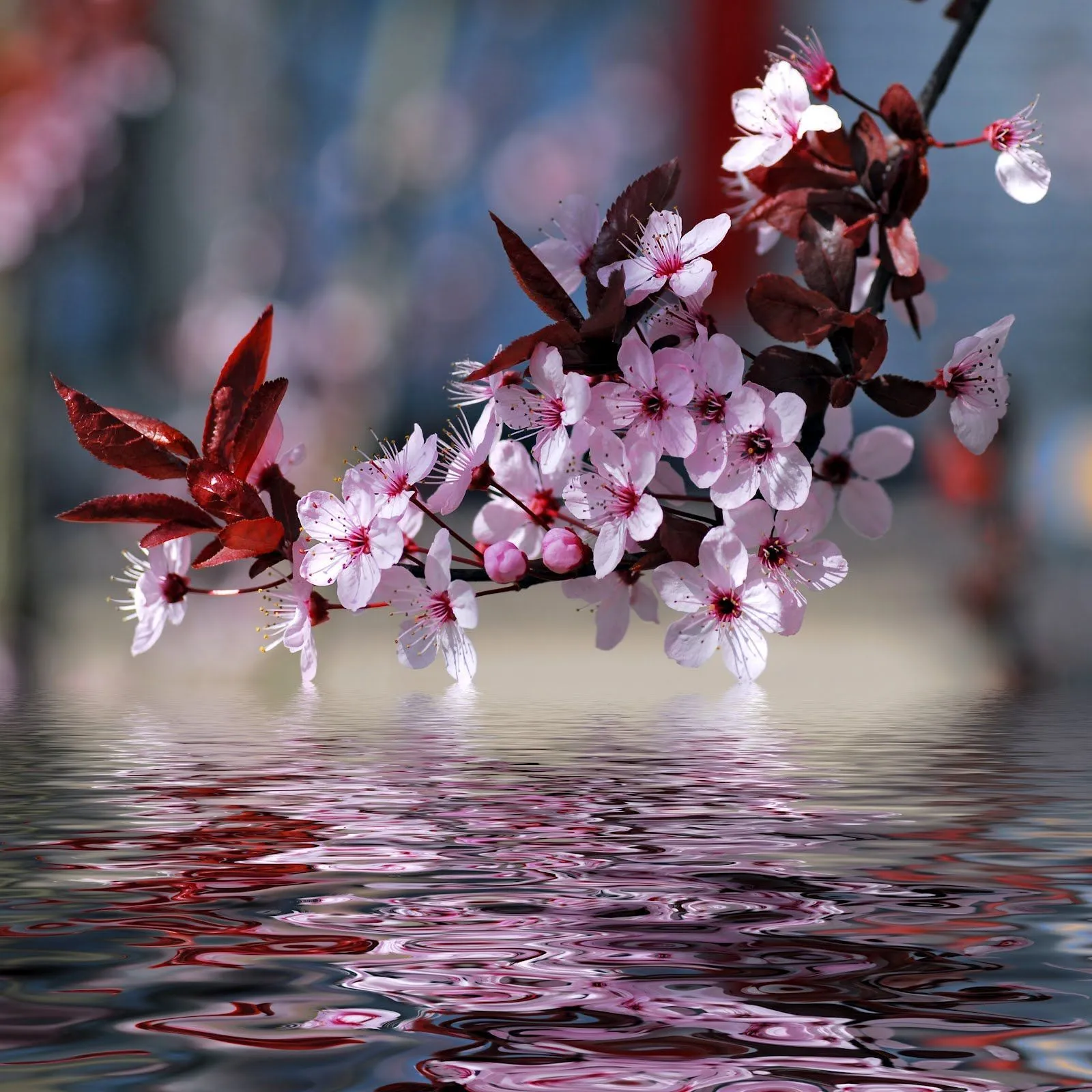 FLOR DE CEREZO REFLEJANDOSE EN EL AGUA.. | FLORES HERMOSAS PARA MI!! …