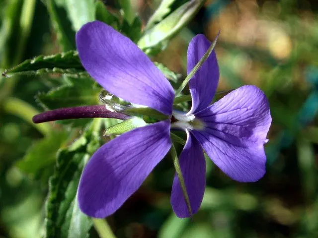 flor color violeta * Violeta cornuta | Flickr - Photo Sharing!