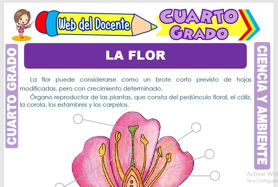 La Flor para Cuarto Grado de Primaria – Web del Docente