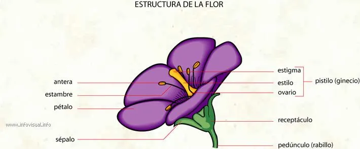 Flor - El Diccionario Visual