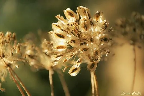 flor dorada | Flickr - Photo Sharing!