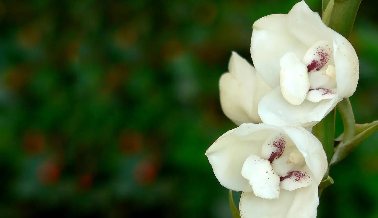 La Flor del Espíritu Santo - El Faro | Canal de Panamá