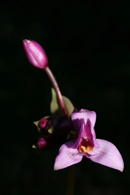 Flor en fondo oscuro | Flickr - Photo Sharing!